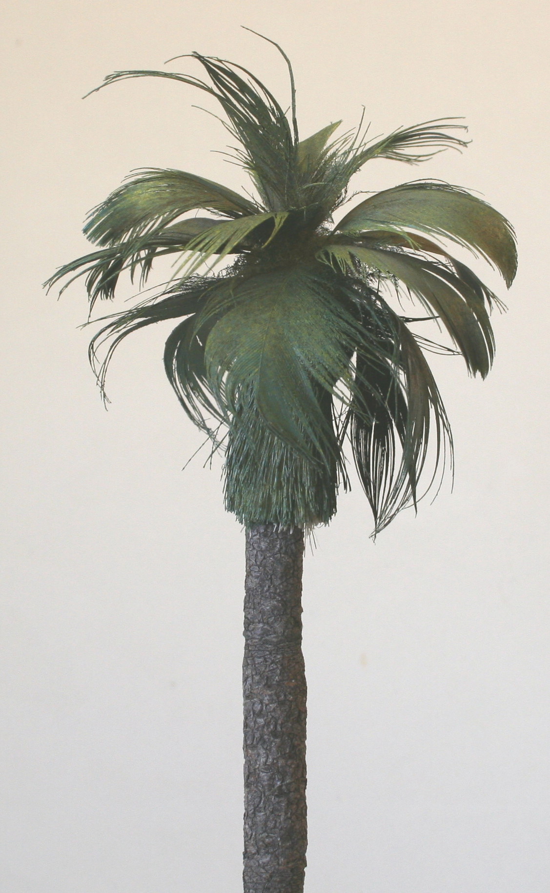 California Palm